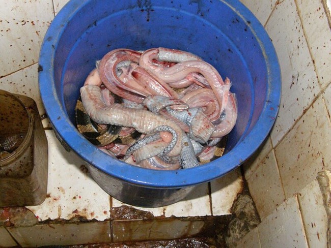 Clip: c&aacute;c qu&yacute; c&ocirc; s&agrave;nh điệu sốc nặng trước những chiếc t&uacute;i da c&oacute; 1-0-2 của PETA - Ảnh 14.