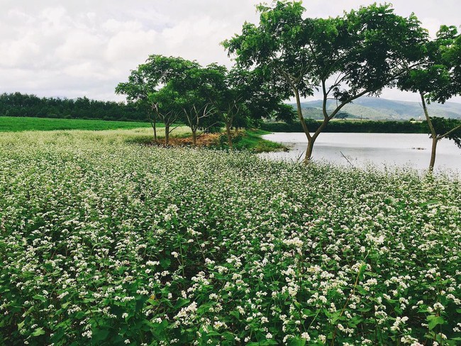 Những nơi chụp ảnh siêu đẹp ở Đà Lạt trong MV của Quang Vinh mà bạn nhất định phải ghé! - Ảnh 9.