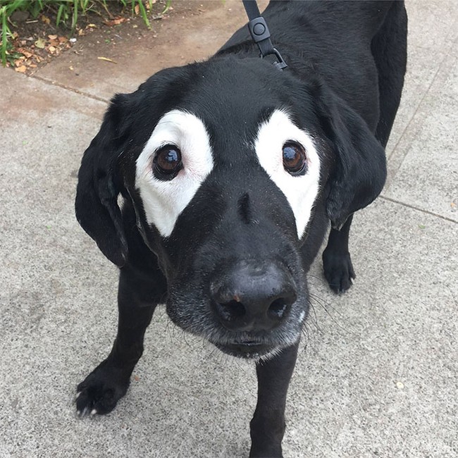 Xem loạt ảnh chế của chú chó này mới thấy sinh ra có đôi mắt gấu trúc cũng là cái tội - Ảnh 1.