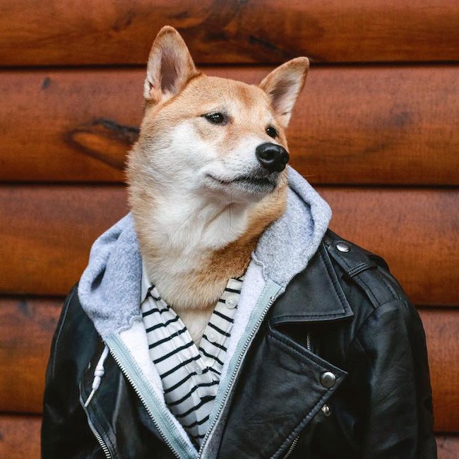 Nền Một Chú Chó Husky Malaysia đeo Kính Râm Và Mặc Vest Hình Nền Cho Tải Về  Miễn Phí - Pngtree