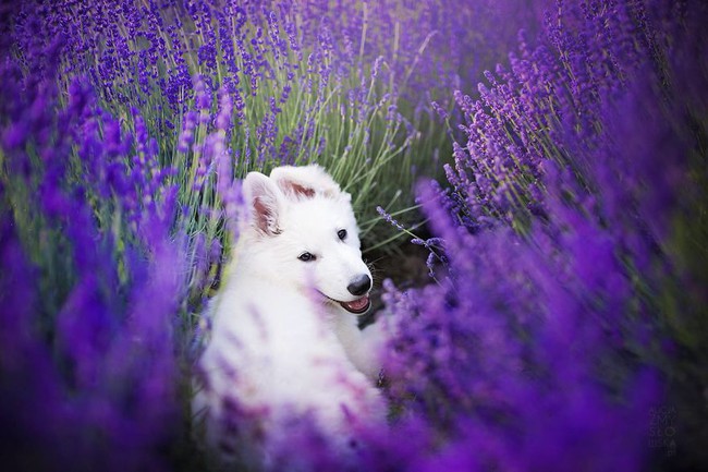 Cuộc dạo chơi giữa cánh đồng oải hương mộng mơ của những em chó mặt xinh - Ảnh 3.