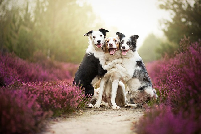 Ngắm nhìn những chú chó làm điệu bên hoa cỏ - Ảnh 3.