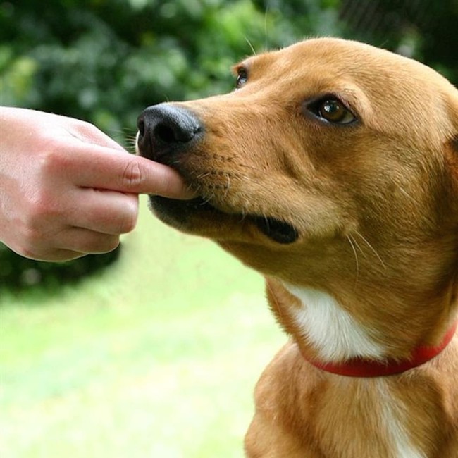 10 điều bạn kh&ocirc;ng n&ecirc;n l&agrave;m với ch&oacute; cưng nh&agrave; m&igrave;nh - Ảnh 5.