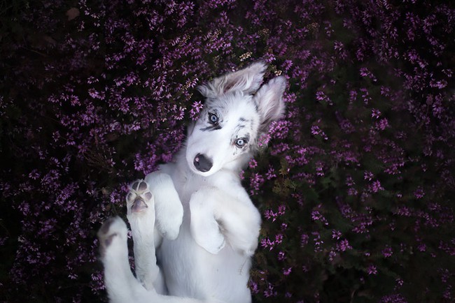 Ngắm nhìn những chú chó làm điệu bên hoa cỏ - Ảnh 8.