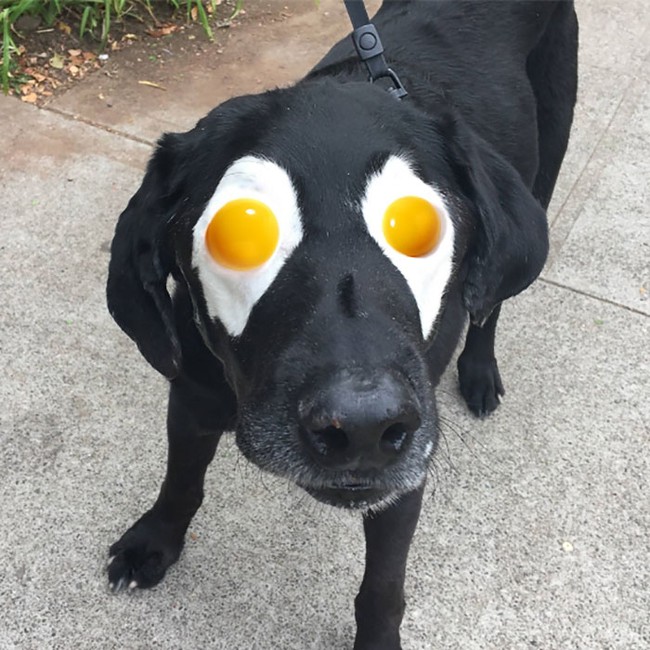 Xem loạt ảnh chế của chú chó này mới thấy sinh ra có đôi mắt gấu trúc cũng là cái tội - Ảnh 3.