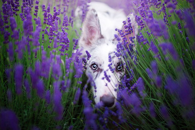 Cuộc dạo chơi giữa cánh đồng oải hương mộng mơ của những em chó mặt xinh - Ảnh 17.