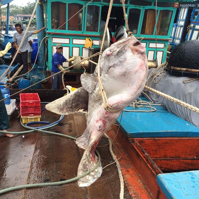 Ngư d&acirc;n Nghệ An bắt được c&aacute; mặt trăng qu&yacute; hiếm nặng gần 1 tấn - Ảnh 2.