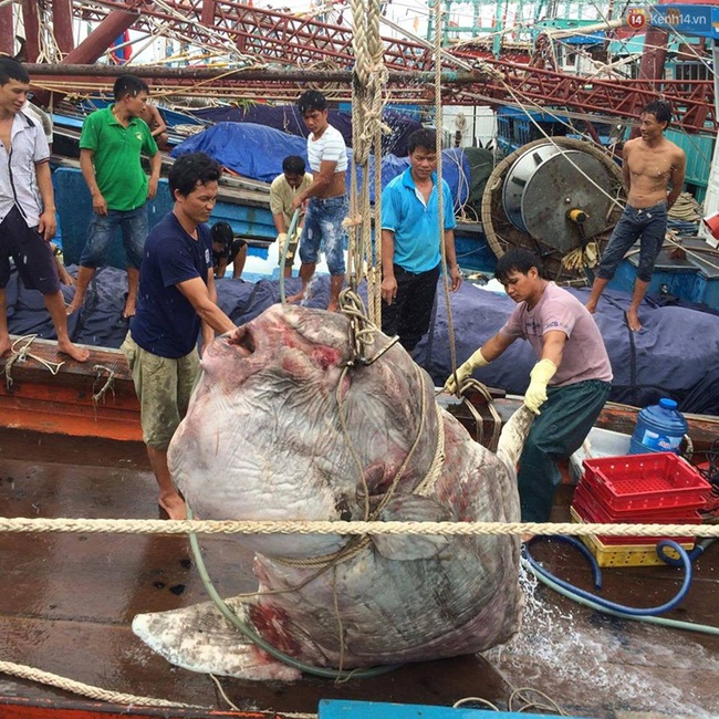 Ngư d&acirc;n Nghệ An bắt được c&aacute; mặt trăng qu&yacute; hiếm nặng gần 1 tấn - Ảnh 1.