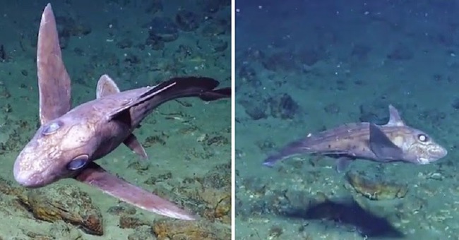 Lần đầu tiên ghi lại được hình ảnh cá mập ma kỳ dị bơi lội dưới biển sâu - Ảnh 2.
