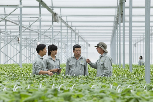Vingroup liên kết với 1.000 hợp tác xã và hộ nông dân cung ứng nông sản sạch, an toàn - Ảnh 2.