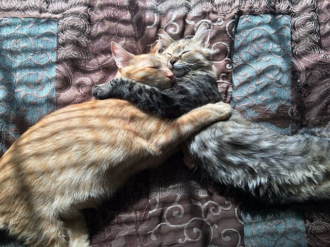 Chuyện tình đẹp như mơ của cặp đôi mèo khiến triệu trái tim tan chảy - Ảnh 4.