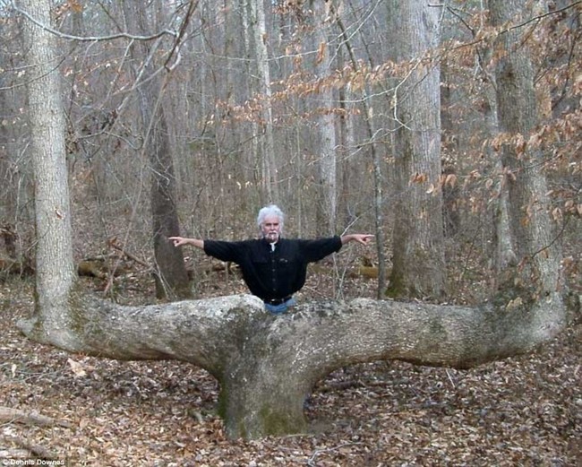 Những thân cây uốn cong dị dạng khiến các nhà khoa học Mỹ đau đầu hơn 1 thế kỷ qua - Ảnh 3.