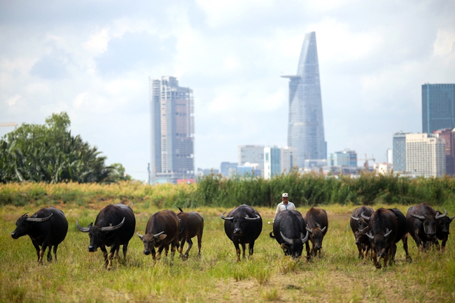 Photos of the day: Lão mục đồng giữa phố thị Sài Gòn - Ảnh 1.