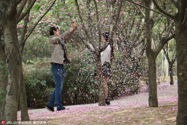 Du khách Trung Quốc thi nhau đạp rụng hoa đào để... tự sướng - Ảnh 7.