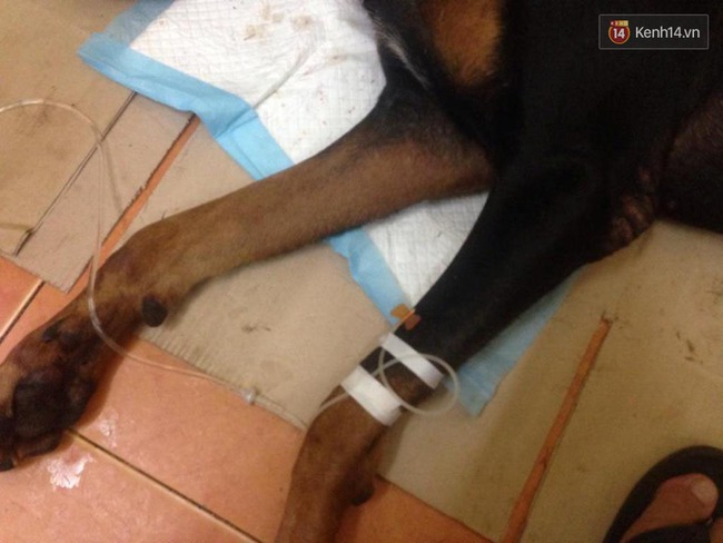 Chủ ch&uacute; ch&oacute; Doberman bị đ&acirc;m: May mắn ch&oacute; của t&ocirc;i qua khỏi rồi, c&ograve;n kẻ đ&atilde; đ&acirc;m n&oacute; th&igrave; t&ocirc;i kh&ocirc;ng muốn gặp - Ảnh 3.