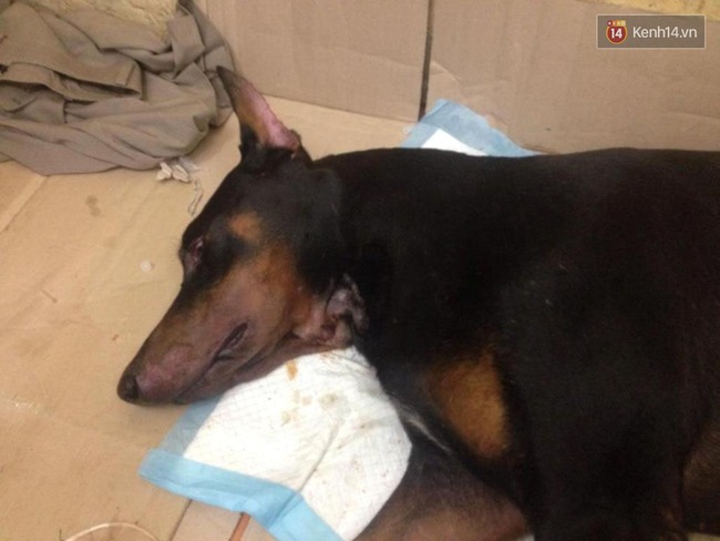 Chủ ch&uacute; ch&oacute; Doberman bị đ&acirc;m: May mắn ch&oacute; của t&ocirc;i qua khỏi rồi, c&ograve;n kẻ đ&atilde; đ&acirc;m n&oacute; th&igrave; t&ocirc;i kh&ocirc;ng muốn gặp - Ảnh 7.