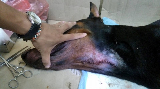 Chủ ch&uacute; ch&oacute; Doberman bị đ&acirc;m: May mắn ch&oacute; của t&ocirc;i qua khỏi rồi, c&ograve;n kẻ đ&atilde; đ&acirc;m n&oacute; th&igrave; t&ocirc;i kh&ocirc;ng muốn gặp - Ảnh 6.