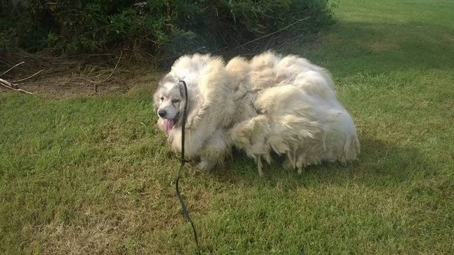 Chú chó đội lốt cừu sau 6 năm không được cạo lông, tỉa tót các thứ - Ảnh 1.
