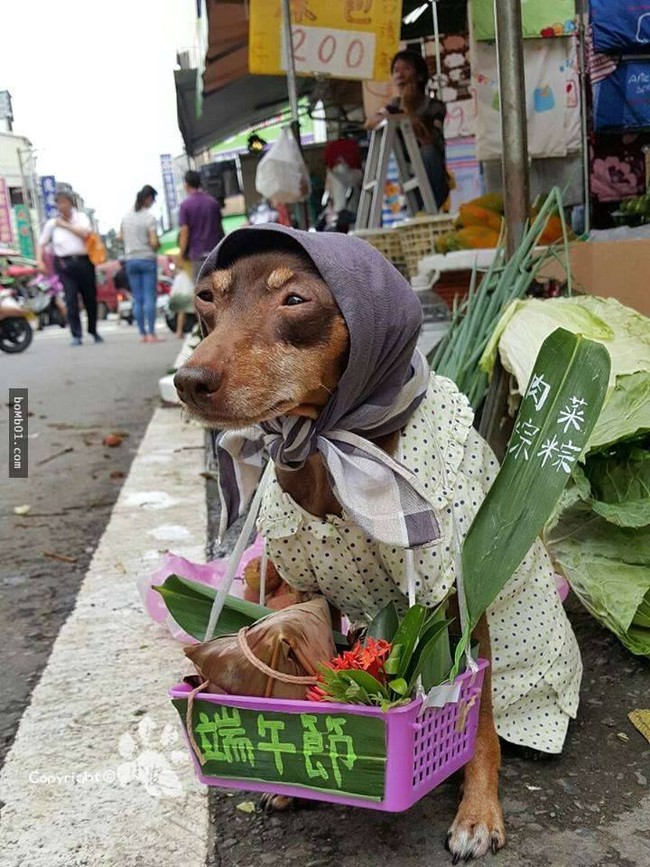 Không liên quan nhưng đây đích thị là cô chó bán hoa quả đáng yêu nhất quả đất - Ảnh 3.