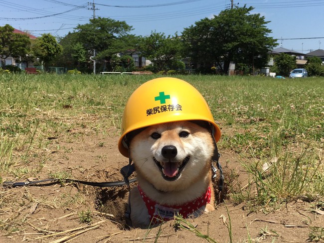 Qu&ecirc;n hết mệt mỏi khi ngắm h&igrave;nh ảnh 3 anh em nh&agrave; c&uacute;n Shiba Inu đi đ&acirc;u cũng c&oacute; nhau - Ảnh 10.
