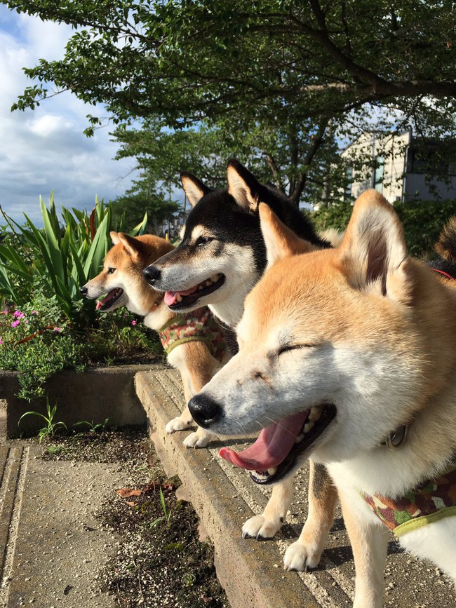 Qu&ecirc;n hết mệt mỏi khi ngắm h&igrave;nh ảnh 3 anh em nh&agrave; c&uacute;n Shiba Inu đi đ&acirc;u cũng c&oacute; nhau - Ảnh 27.