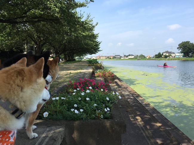 Qu&ecirc;n hết mệt mỏi khi ngắm h&igrave;nh ảnh 3 anh em nh&agrave; c&uacute;n Shiba Inu đi đ&acirc;u cũng c&oacute; nhau - Ảnh 22.