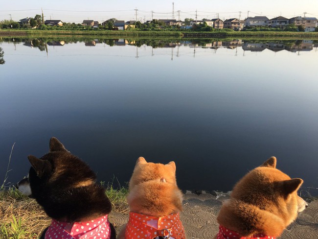Qu&ecirc;n hết mệt mỏi khi ngắm h&igrave;nh ảnh 3 anh em nh&agrave; c&uacute;n Shiba Inu đi đ&acirc;u cũng c&oacute; nhau - Ảnh 21.