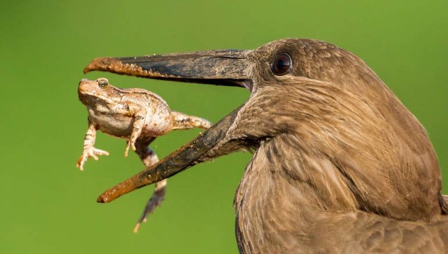 Nh&igrave;n lại 30 khoảnh khắc đ&aacute;ng nhớ của c&aacute;c lo&agrave;i động vật trong năm 2016 - Ảnh 51.