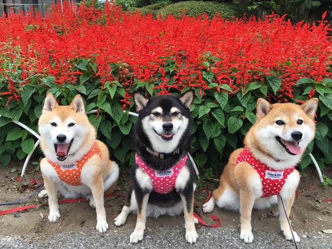 Quên hết mệt mỏi khi ngắm hình ảnh 3 anh em nhà cún Shiba Inu đi đâu cũng có nhau - Ảnh 2.