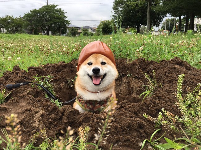 Quên hết mệt mỏi khi ngắm hình ảnh 3 anh em nhà cún Shiba Inu đi đâu cũng có nhau - Ảnh 17.