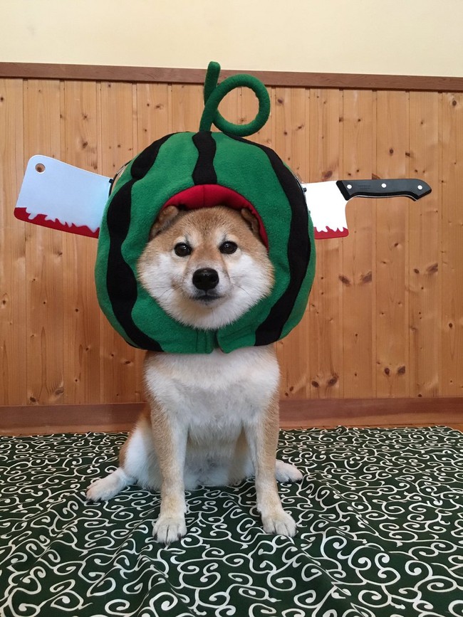 Qu&ecirc;n hết mệt mỏi khi ngắm h&igrave;nh ảnh 3 anh em nh&agrave; c&uacute;n Shiba Inu đi đ&acirc;u cũng c&oacute; nhau - Ảnh 15.