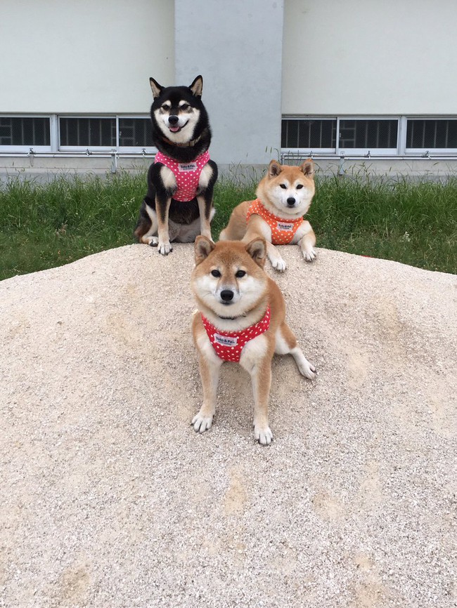 Qu&ecirc;n hết mệt mỏi khi ngắm h&igrave;nh ảnh 3 anh em nh&agrave; c&uacute;n Shiba Inu đi đ&acirc;u cũng c&oacute; nhau - Ảnh 11.