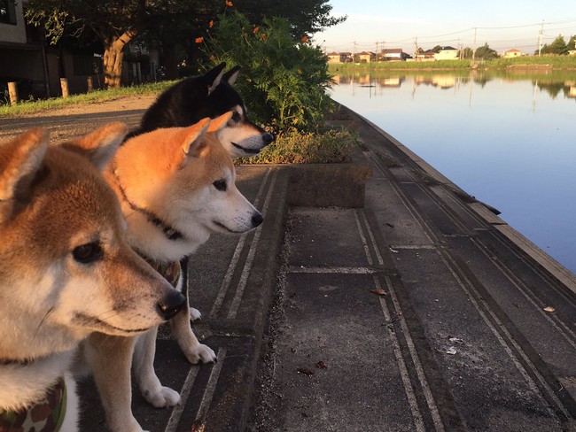 Qu&ecirc;n hết mệt mỏi khi ngắm h&igrave;nh ảnh 3 anh em nh&agrave; c&uacute;n Shiba Inu đi đ&acirc;u cũng c&oacute; nhau - Ảnh 3.