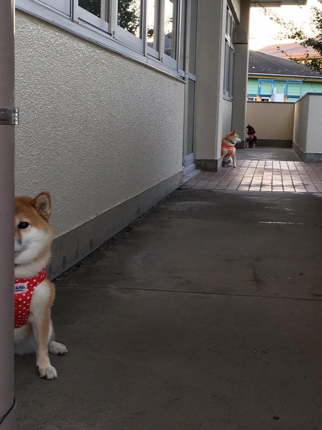 Qu&ecirc;n hết mệt mỏi khi ngắm h&igrave;nh ảnh 3 anh em nh&agrave; c&uacute;n Shiba Inu đi đ&acirc;u cũng c&oacute; nhau - Ảnh 6.