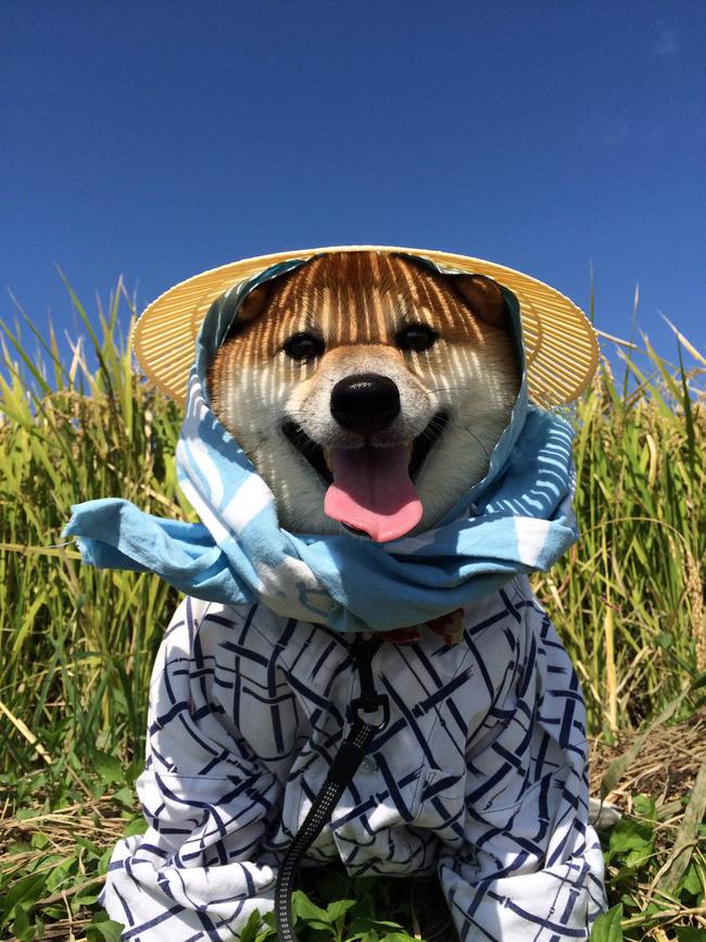 Qu&ecirc;n hết mệt mỏi khi ngắm h&igrave;nh ảnh 3 anh em nh&agrave; c&uacute;n Shiba Inu đi đ&acirc;u cũng c&oacute; nhau - Ảnh 8.