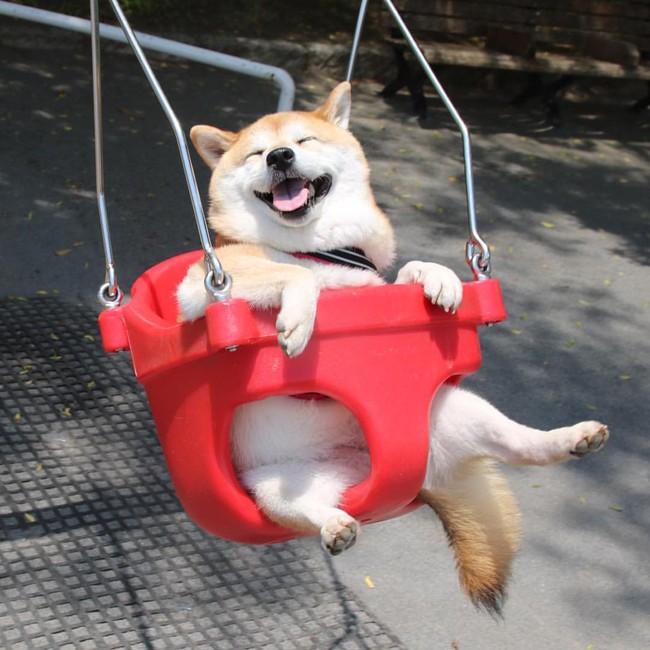 50 sắc thái đáng yêu của chú chó Shiba Inu khi đi chơi công viên - Ảnh 1.