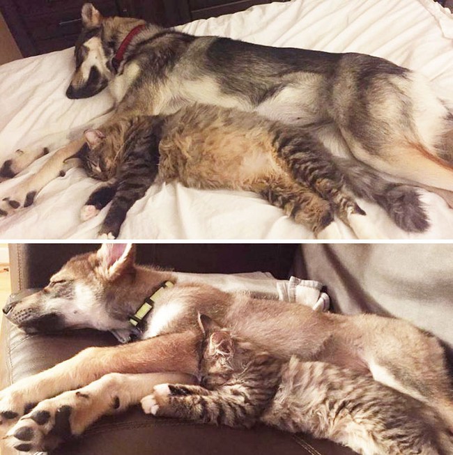 Ch&uacute; ch&oacute; Husky đ&iacute;ch th&acirc;n lựa chọn n&agrave;ng m&egrave;o của đời m&igrave;nh - Ảnh 7.