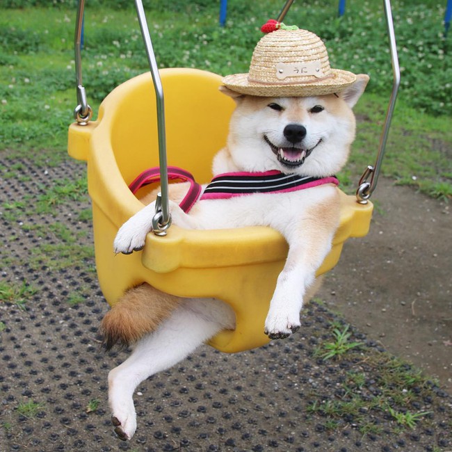 50 sắc th&aacute;i đ&aacute;ng y&ecirc;u của ch&uacute; ch&oacute; Shiba Inu khi đi chơi c&ocirc;ng vi&ecirc;n - Ảnh 10.