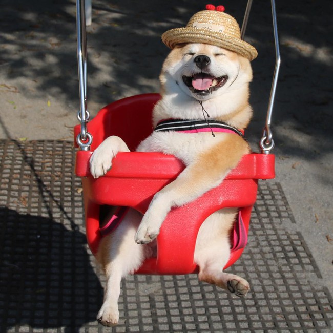 50 sắc thái đáng yêu của chú chó Shiba Inu khi đi chơi công viên - Ảnh 11.