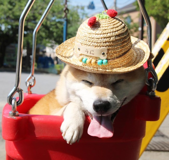 50 sắc thái đáng yêu của chú chó Shiba Inu khi đi chơi công viên - Ảnh 13.