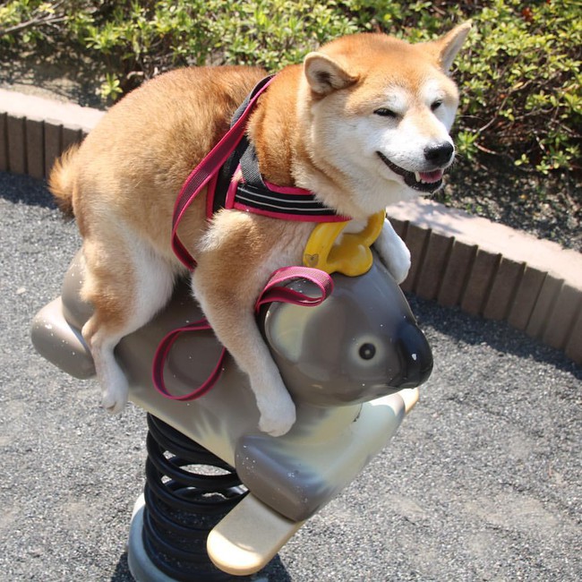 50 sắc thái đáng yêu của chú chó Shiba Inu khi đi chơi công viên - Ảnh 2.