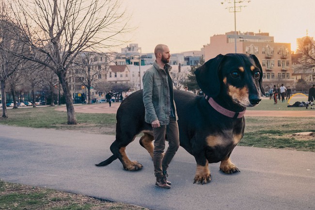 Bộ ảnh 50 sắc thái của chú chó khổng lồ dễ thương nhất trên đời - Ảnh 5.