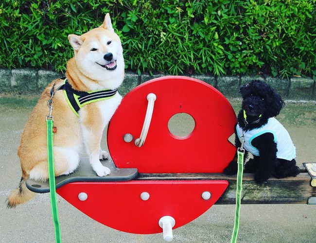 50 sắc thái đáng yêu của chú chó Shiba Inu khi đi chơi công viên - Ảnh 4.