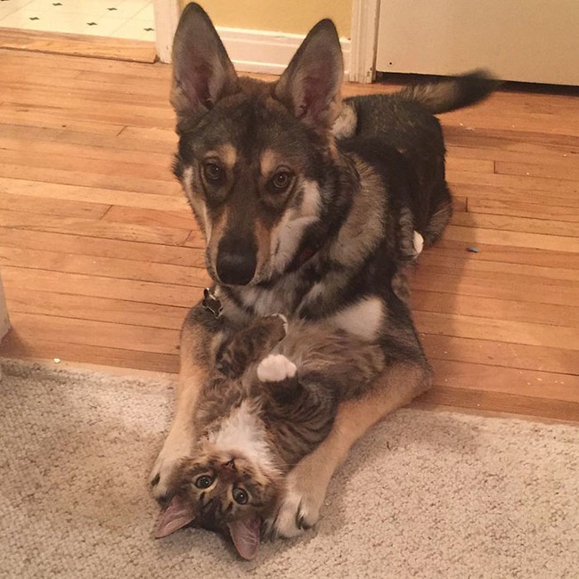 Ch&uacute; ch&oacute; Husky đ&iacute;ch th&acirc;n lựa chọn n&agrave;ng m&egrave;o của đời m&igrave;nh - Ảnh 1.