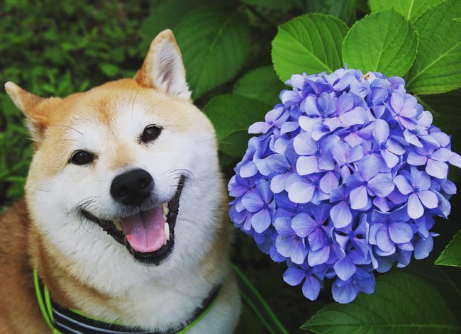 50 sắc thái đáng yêu của chú chó Shiba Inu khi đi chơi công viên - Ảnh 7.