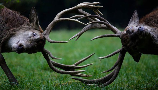 Nh&igrave;n lại 30 khoảnh khắc đ&aacute;ng nhớ của c&aacute;c lo&agrave;i động vật trong năm 2016 - Ảnh 20.