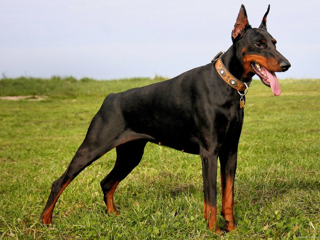 Vừa được nhận nuôi vài tiếng, chó Dobermann đã cắn chết cô chủ nhỏ 4 tuổi - Ảnh 3.