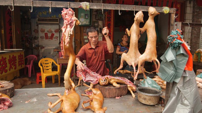 Dù vấp phải nhiều sự phản đối, lễ hội thịt chó vẫn diễn ra tại Ngọc Lâm, Trung Quốc - Ảnh 9.