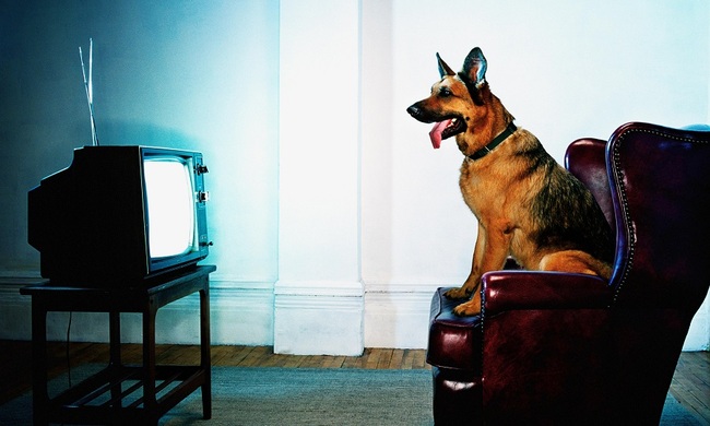 Chó nhà bạn thấy những gì khi ngồi xem TV? - Ảnh 4.