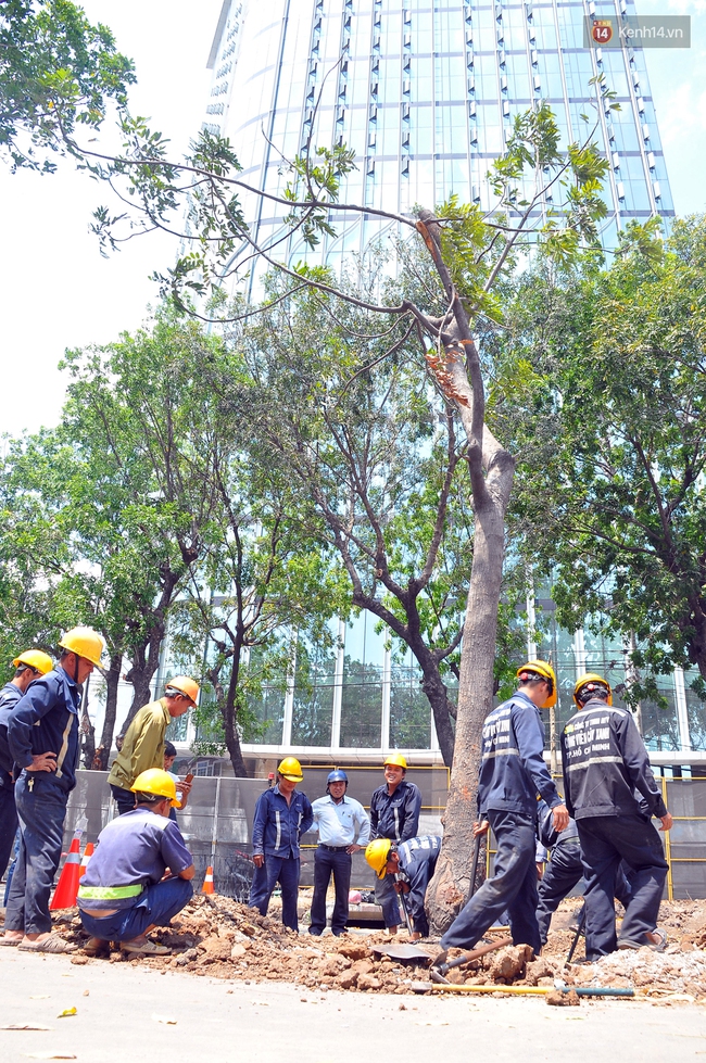 Bắt đ&acirc;̀u bứng dưỡng c&acirc;y xanh tr&ecirc;n đường T&ocirc;n Đức Thắng ở Sài Gòn - Ảnh 1.